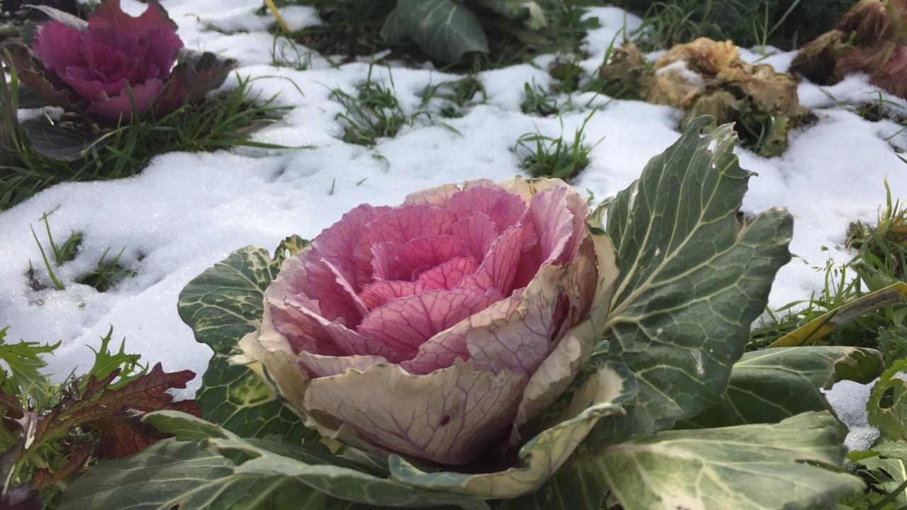 Salatköpfe zwischen Schnee. Salatköpfe zwischen Schnee.