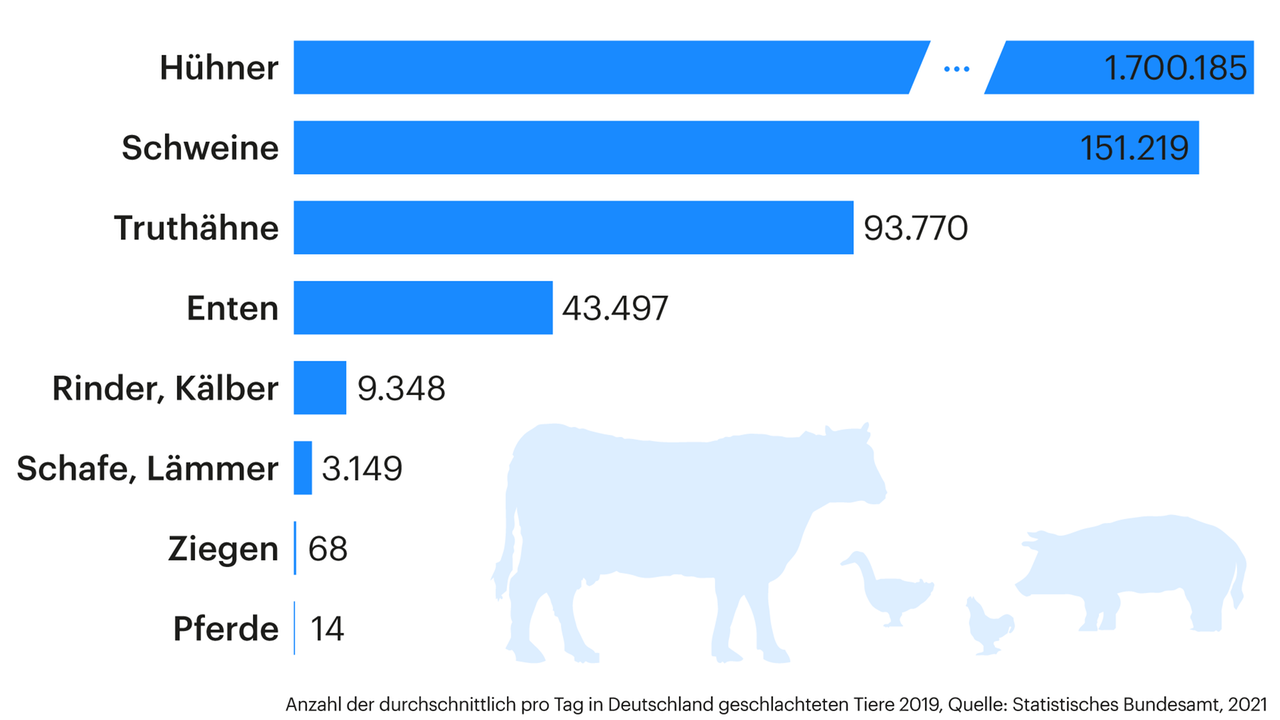 Grafik zeigt Anzahl der durchschnittlich pro Tag in Deutschland geschlachteten Tiere 2019 Grafik zeigt Anzahl der durchschnittlich pro Tag in Deutschland geschlachteten Tiere 2019