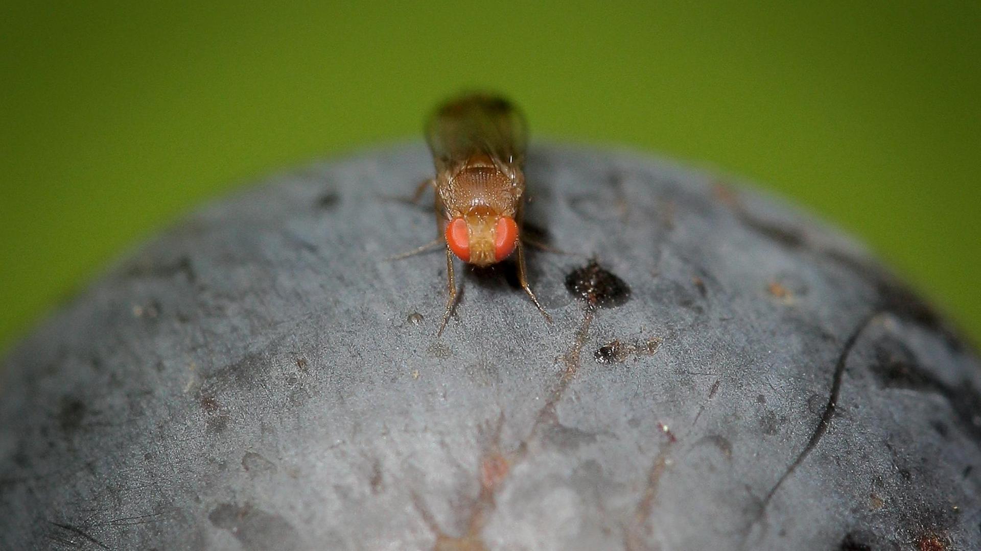 Eine Kirschessigfliege (Drosophila suzukii) sitzt am 10.09.2014 im Weinberg der Familie Mohr in Bensheim an der Bergstraße (Hessen) auf einer Traube der Sorte Portugieser. Zu Beginn der Traubenernte sorgt mancherorts die Kirschessigfliege für Unruhe. Laut dem Deutschen Weininstitut müssen vereinzelte Rotweinlagen deshalb früher gelesen werden. Eine Kirschessigfliege (Drosophila suzukii) sitzt am 10.09.2014 im Weinberg der Familie Mohr in Bensheim an der Bergstraße (Hessen) auf einer Traube der Sorte Portugieser. Zu Beginn der Traubenernte sorgt mancherorts die Kirschessigfliege für Unruhe. Laut dem Deutschen Weininstitut müssen vereinzelte Rotweinlagen deshalb früher gelesen werden.