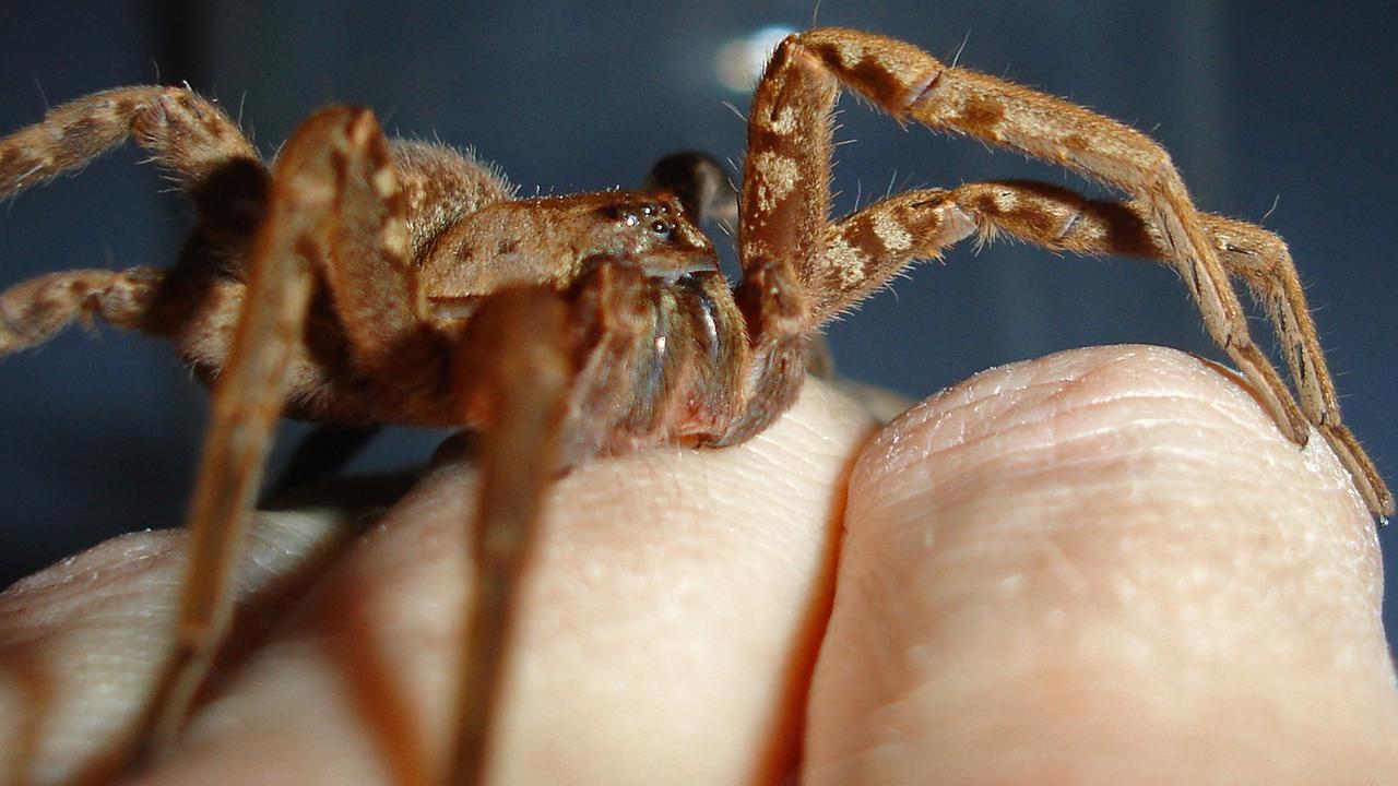Eine Jagdspinne (Cupiennius salei) Eine Jagdspinne (Cupiennius salei)
