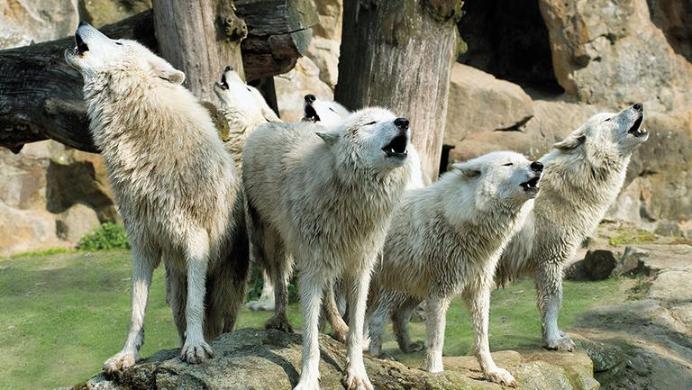Das undatierte Handout des Berliner Zoos zeigt im Chor heulende Kanadische Wölfe.