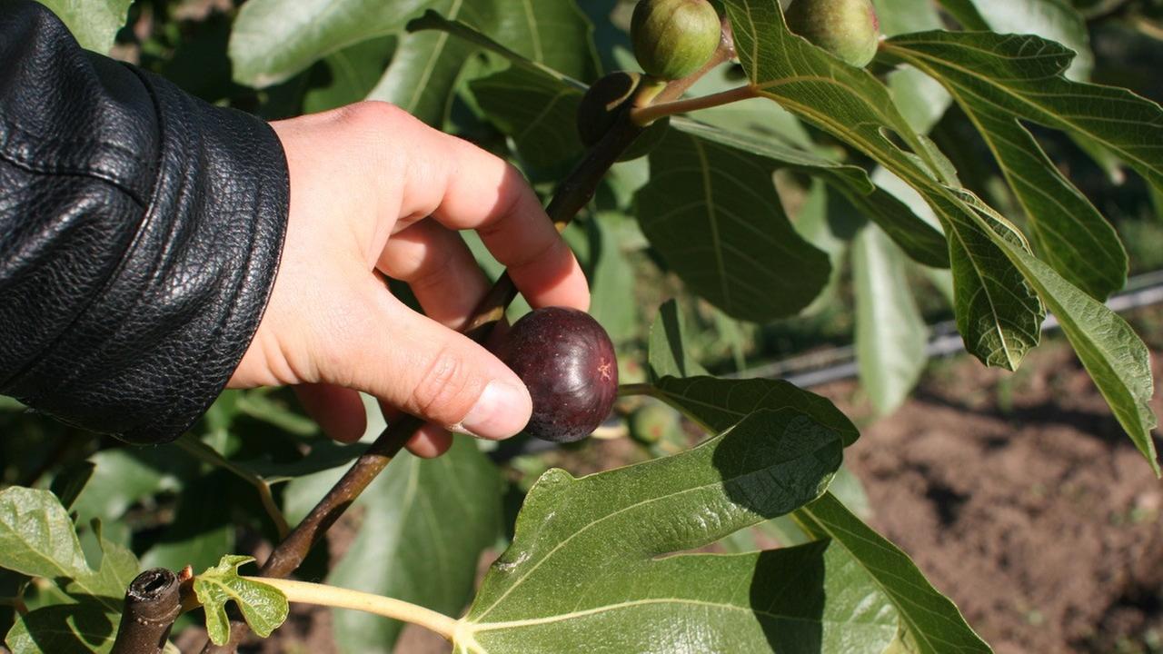 Eine Hand hält eine lilafarbene Feige an einem Feigenbaum. Eine Hand hält eine lilafarbene Feige an einem Feigenbaum.