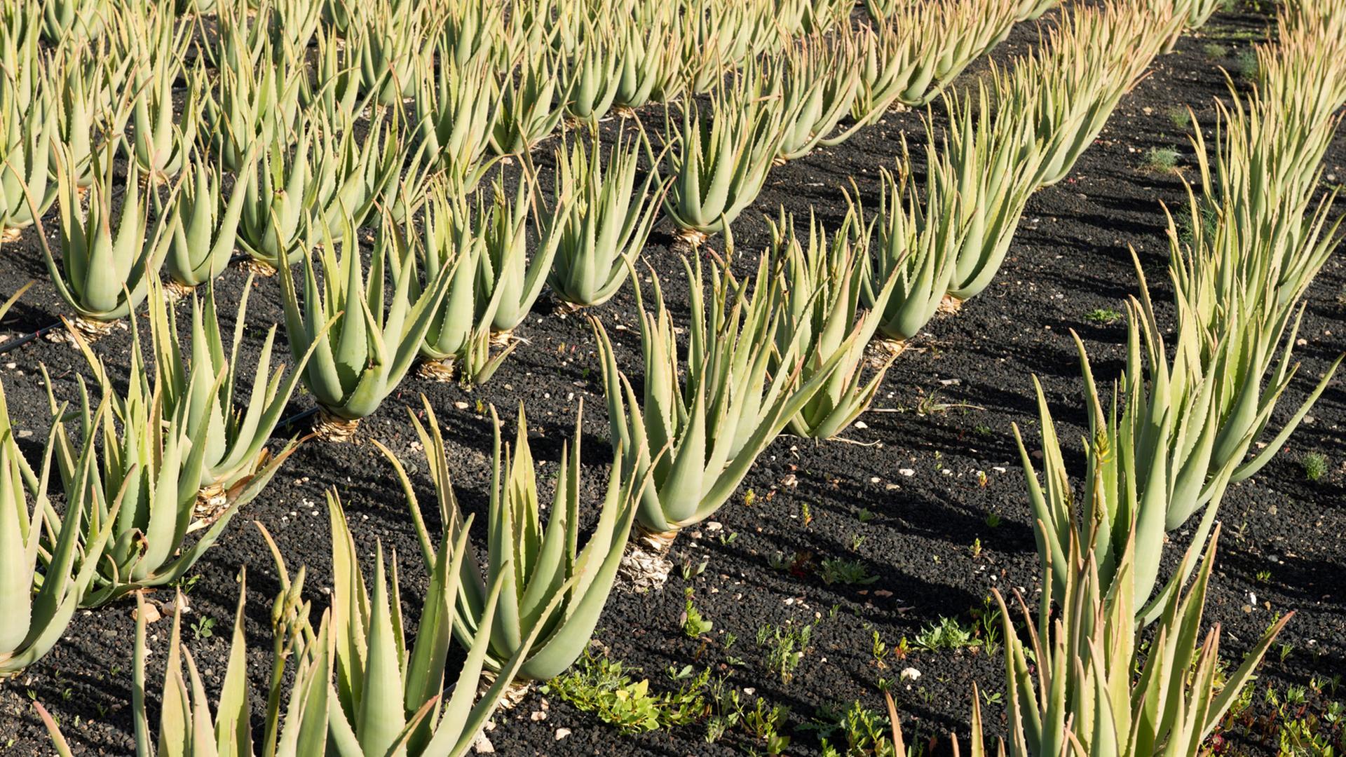 Aloe Vera Plantage bei Antigua, Spanien Aloe Vera Plantage bei Antigua, Spanien