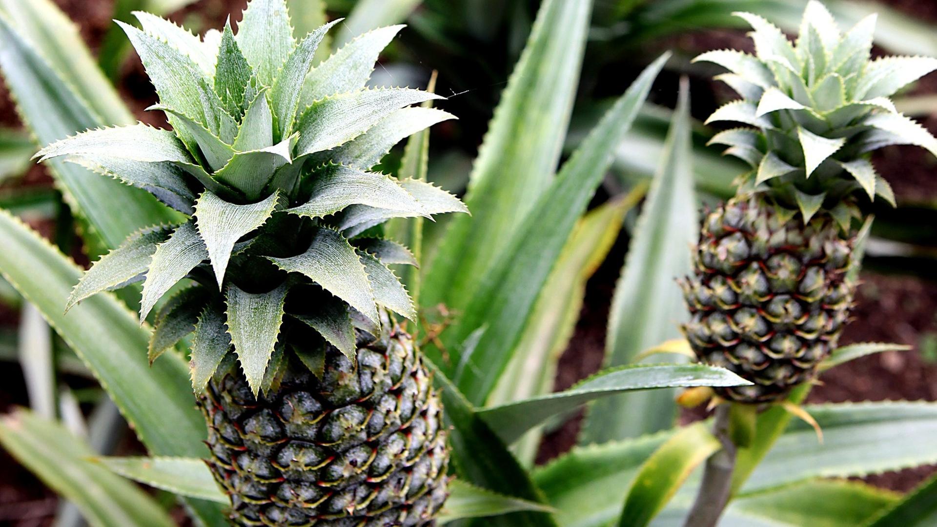 Eine Ananasplantage im Sueden von Kolumbien. Junge Ananas wachsen heran. Eine Ananasplantage im Sueden von Kolumbien. Junge Ananas wachsen heran.