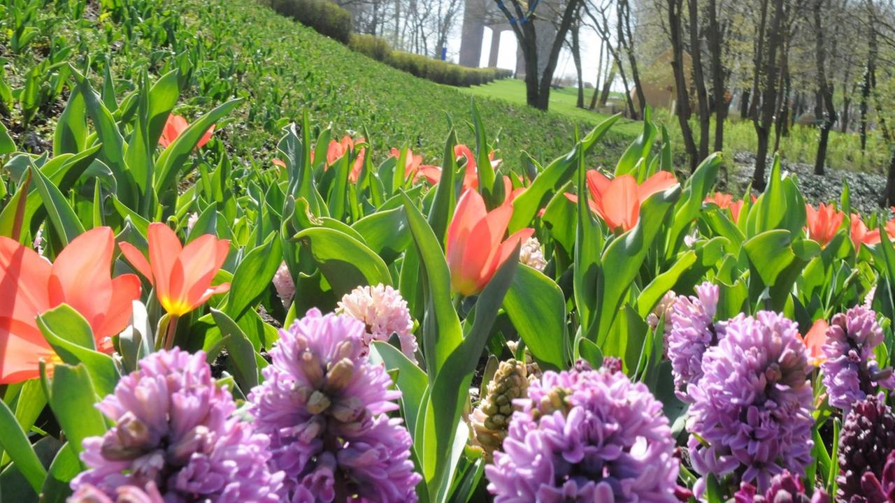 Tulpen, Hyazinthen und Narzissen Tulpen, Hyazinthen und Narzissen