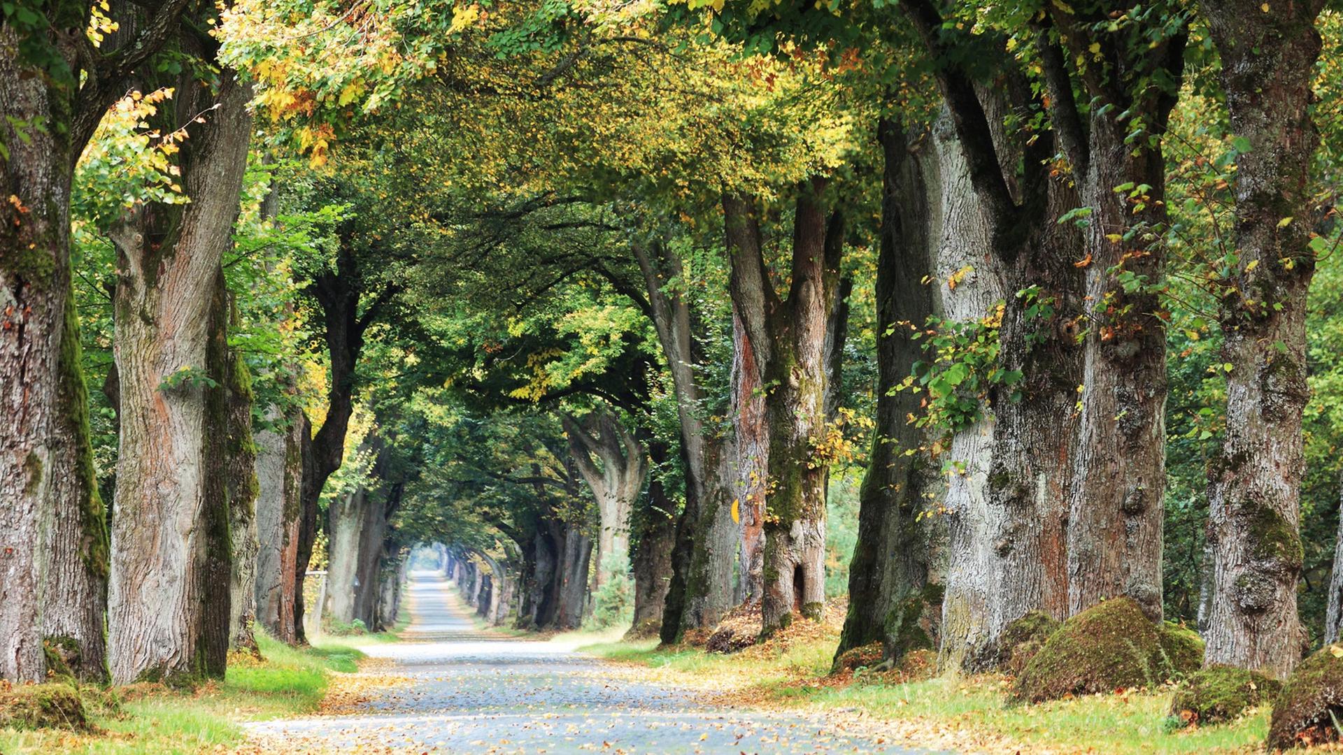 Lindenallee am Teutoburger Wald Lindenallee am Teutoburger Wald