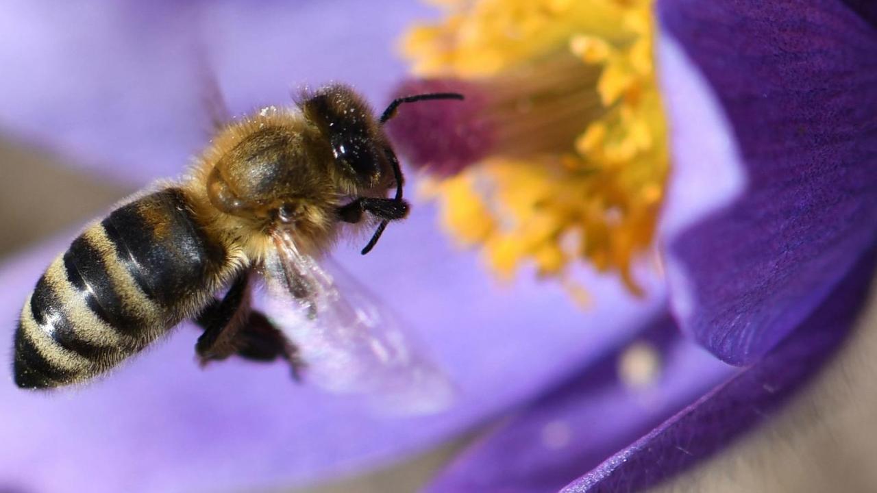 Eine Biene im Anflug auf eine geöffnete Finger-Küchenschelle Eine Biene im Anflug auf eine geöffnete Finger-Küchenschelle