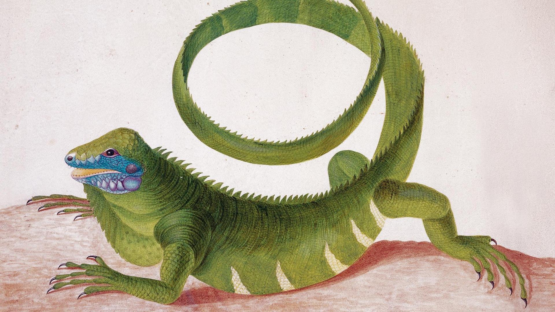 Das Bild "Green iguana" von Maria Sibylla Merian wird im Rembrandthaus in Amsterdam ausgestellt (handout). Dem außergewöhnlichen Leben der Naturforscherin und Künstlerin Maria Sibylla Merian (1647-1717) widmet das Rembrandthaus in Amsterdam eine umfangreiche Ausstellung. Die rund 100 Aquarelle von Pflanzen und Insekten unterstreichen den bis heute gültigen Rang der gebürtigen Frankfurterin als der bedeutendsten Wissenschaftlerin und Künstlerin ihrer Zeit. Erstmals untersucht die von Samstag an (bis 18. Mai) geöffnete Schau auch den Anteil der beiden Töchter am Gesamtwerk Merians. dpa/lnw (ACHTUNG: Bildverwendung nur im Zusammenhang mit der Berichterstattung über die erwähnte Ausstellung) +++(c) dpa - Report+++ | Verwendung weltweit Das Bild "Green iguana" von Maria Sibylla Merian wird im Rembrandthaus in Amsterdam ausgestellt (handout). Dem außergewöhnlichen Leben der Naturforscherin und Künstlerin Maria Sibylla Merian (1647-1717) widmet das Rembrandthaus in Amsterdam eine umfangreiche Ausstellung. Die rund 100 Aquarelle von Pflanzen und Insekten unterstreichen den bis heute gültigen Rang der gebürtigen Frankfurterin als der bedeutendsten Wissenschaftlerin und Künstlerin ihrer Zeit. Erstmals untersucht die von Samstag an (bis 18. Mai) geöffnete Schau auch den Anteil der beiden Töchter am Gesamtwerk Merians. dpa/lnw (ACHTUNG: Bildverwendung nur im Zusammenhang mit der Berichterstattung über die erwähnte Ausstellung) +++(c) dpa - Report+++ | Verwendung weltweit