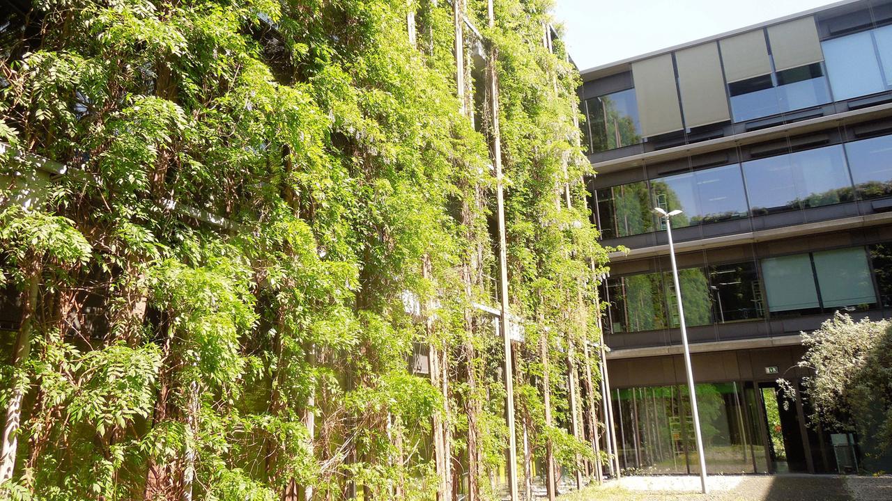 Kühlendes Grün: Blauregen am Physik-Gebäude der Humboldt-Universität in Berlin Adlershof Kühlendes Grün: Blauregen am Physik-Gebäude der Humboldt-Universität in Berlin Adlershof
