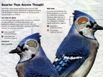 New York Times: Suprisingly complex brains, birds gain respect New York Times: Suprisingly complex brains, birds gain respect