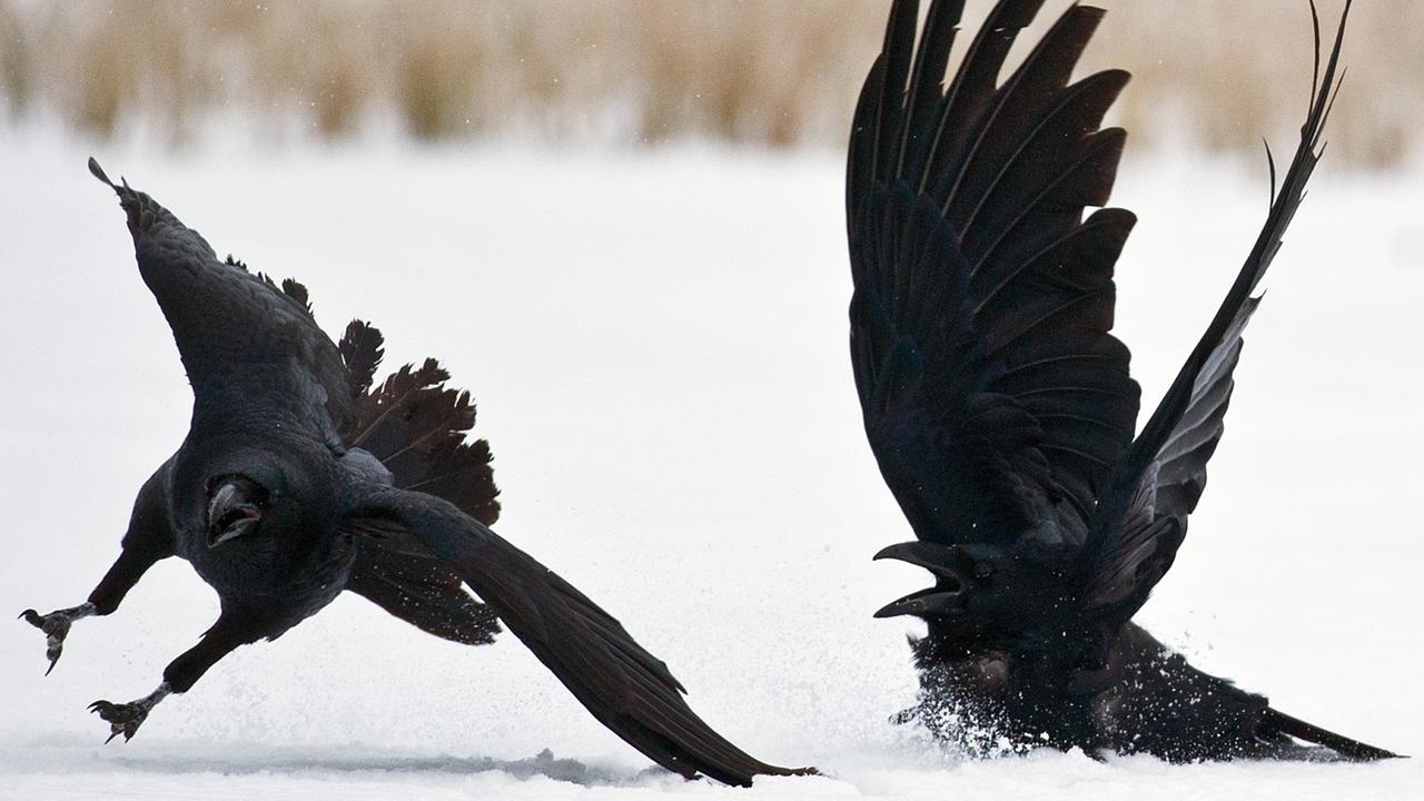 Zwei Kolkraben (lat. Corvus corax) streiten sich im Schnee. Zwei Kolkraben (lat. Corvus corax) streiten sich im Schnee.