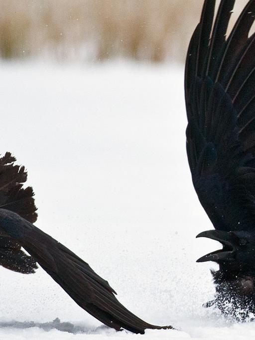 Zwei Kolkraben (lat. Corvus corax) streiten sich im Schnee.
