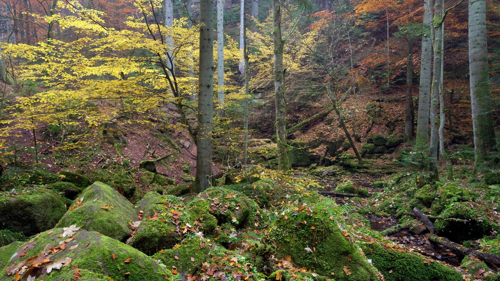 Herbst in der Monbachtal-Schlucht im Nord-Schwarzwald Herbst in der Monbachtal-Schlucht im Nord-Schwarzwald