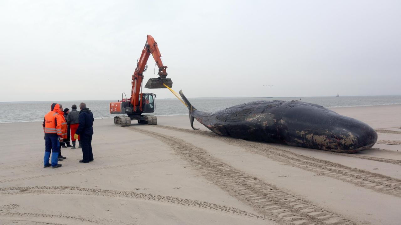 Ein Bagger zieht am 14.01.2016 auf dem Strand von Wangerooge (Niedersachsen) einen verendeten Pottwal Richtung Meer. Auf der Nordseeinsel haben die Vorbereitungsarbeiten für den Abtransport der beiden gefunden toten Pottwale begonnen. Ein Bagger zieht am 14.01.2016 auf dem Strand von Wangerooge (Niedersachsen) einen verendeten Pottwal Richtung Meer. Auf der Nordseeinsel haben die Vorbereitungsarbeiten für den Abtransport der beiden gefunden toten Pottwale begonnen.