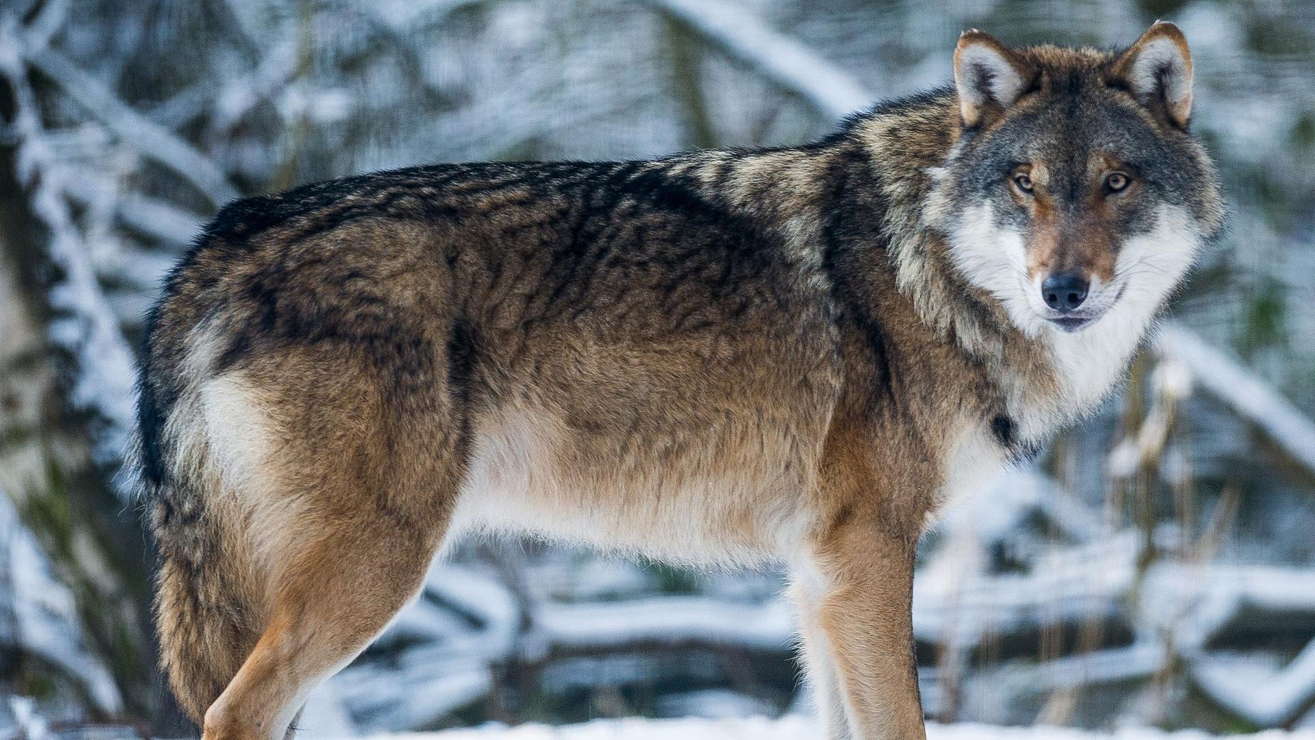Ein Wolf in Brandenburg