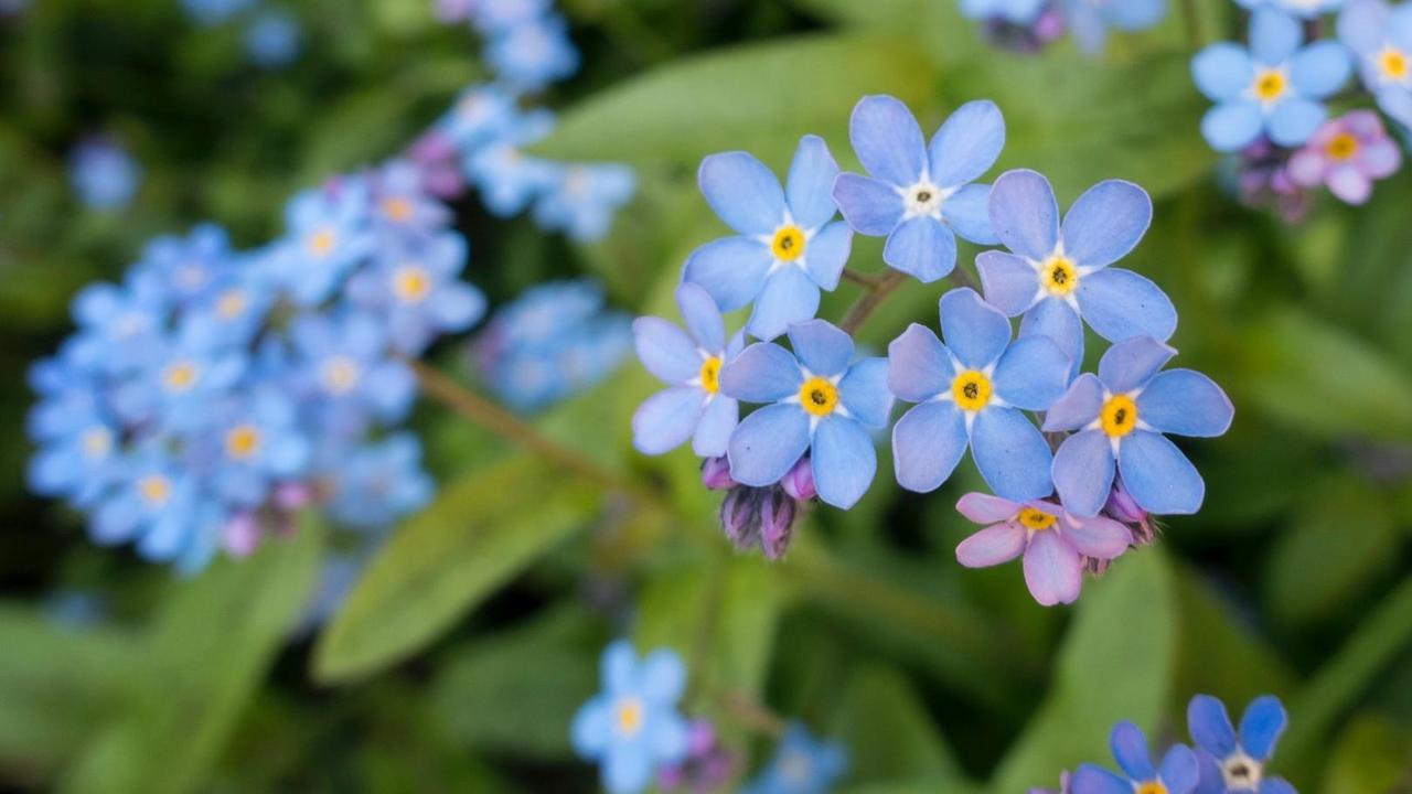 Blühende Vergissmeinnicht (blau) vor grünem Hintergrund. Blühende Vergissmeinnicht (blau) vor grünem Hintergrund.