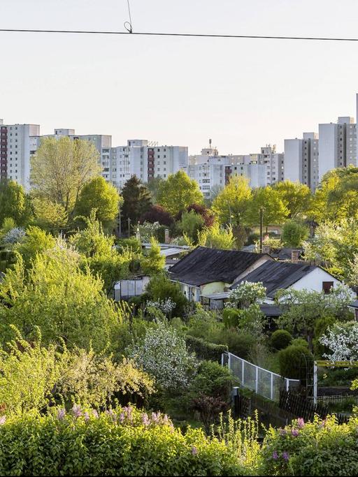 Blick auf die Kleingartenanlage am Plänterwald in Berlin, im Hintergrund ist ein Neubaugebiet zu sehen.