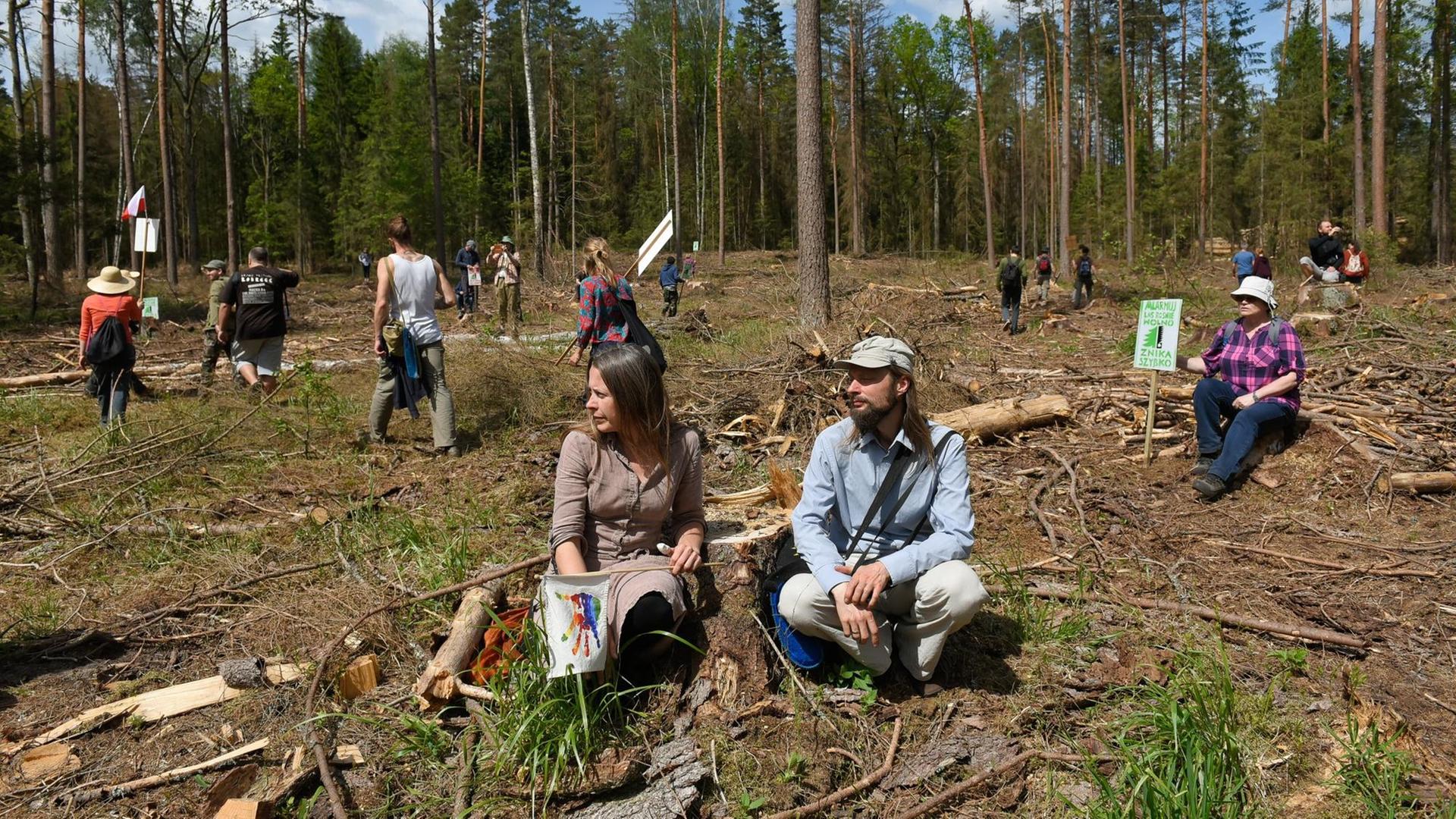 Eine Gruppe von Öko-Aktivisten hockt verteilt über eine abgeholzte Fläche des Bialowieza-Waldes. Im Hintergrund stehen noch Bäume. Eine Gruppe von Öko-Aktivisten hockt verteilt über eine abgeholzte Fläche des Bialowieza-Waldes. Im Hintergrund stehen noch Bäume.