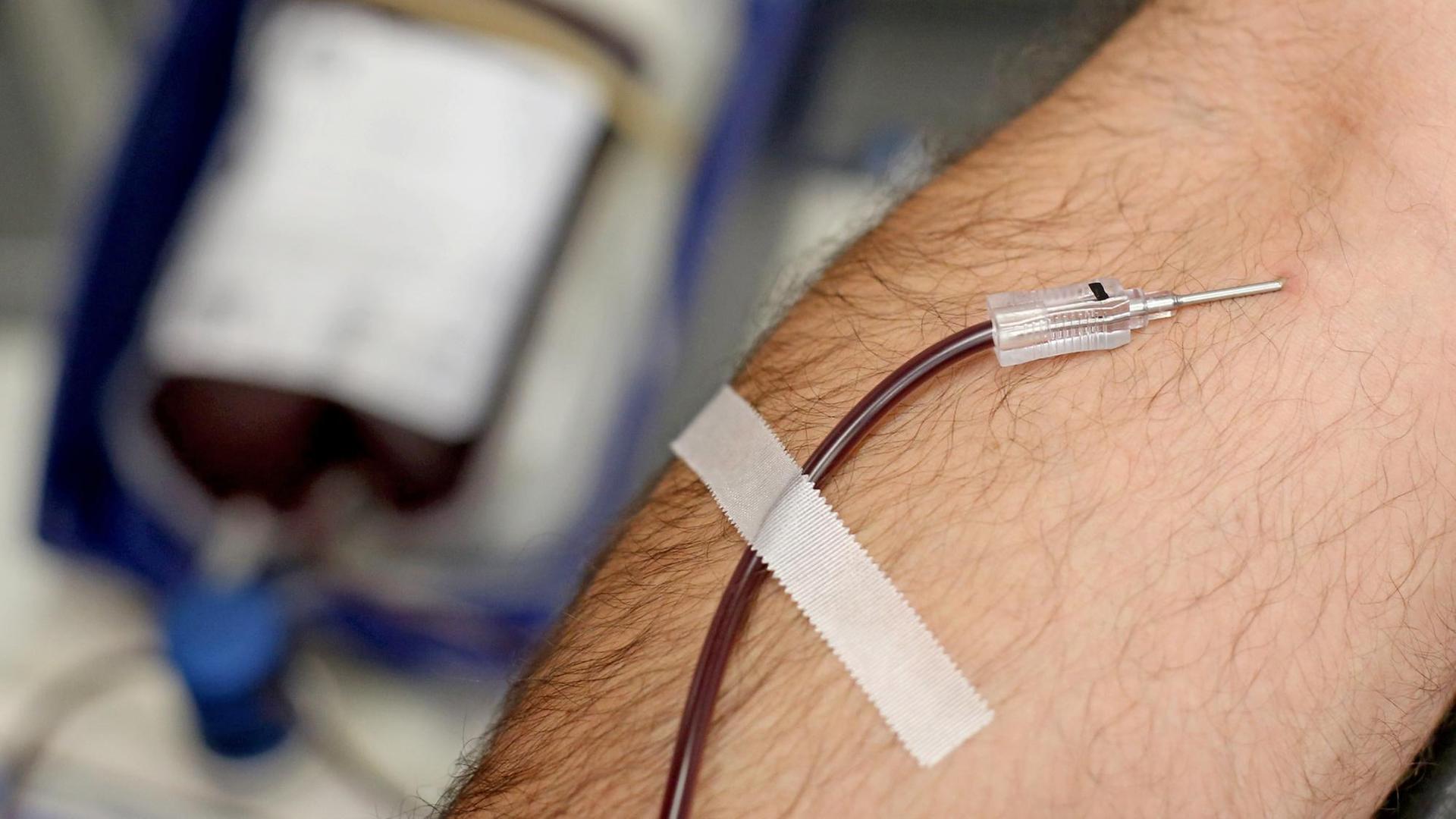 Ein Mann spendet am 07.09.2015 Blut in der Blutbank der Universitätsklinik Leipzig (Sachsen). Ein Mann spendet am 07.09.2015 Blut in der Blutbank der Universitätsklinik Leipzig (Sachsen).