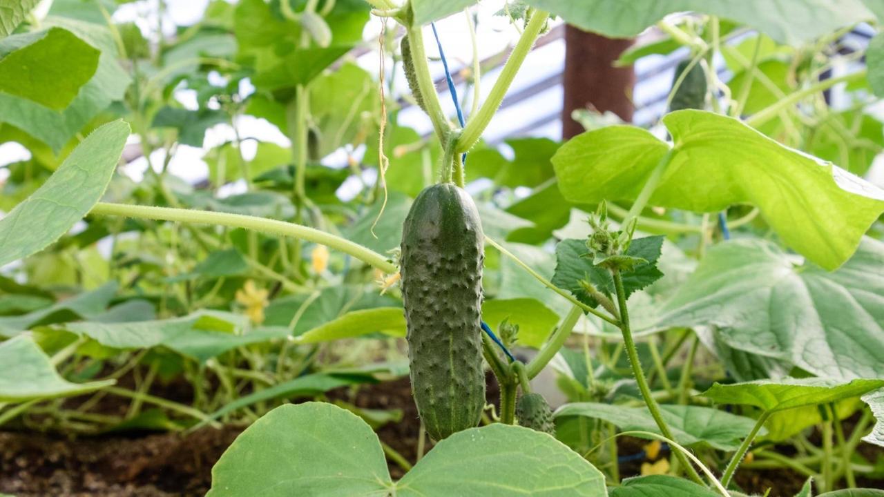 Eine Gurke wächst auf einem Biohof in einem Gewächshaus. Eine Gurke wächst auf einem Biohof in einem Gewächshaus.