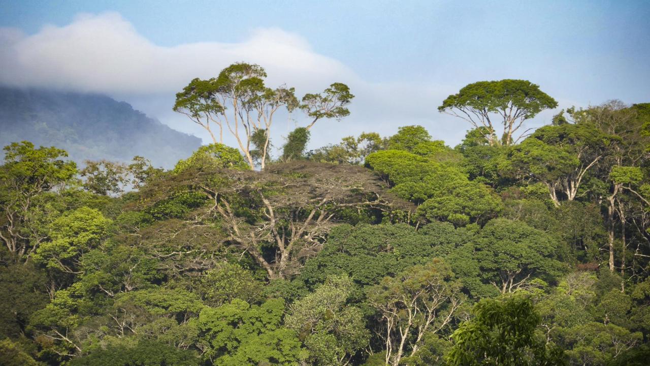 Französisch-Guayana ist fast vollständig mit tropischem Regenwald bedeckt. Die Waldregionen sind nur spärlich bevölkert und dadurch weitgehend intakt. Französisch-Guayana ist fast vollständig mit tropischem Regenwald bedeckt. Die Waldregionen sind nur spärlich bevölkert und dadurch weitgehend intakt.