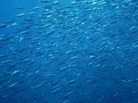 Viele Fische schwimmen in Schwärmen.