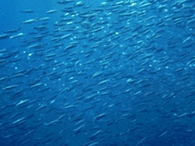 Viele Fische schwimmen in Schwärmen. Viele Fische schwimmen in Schwärmen.