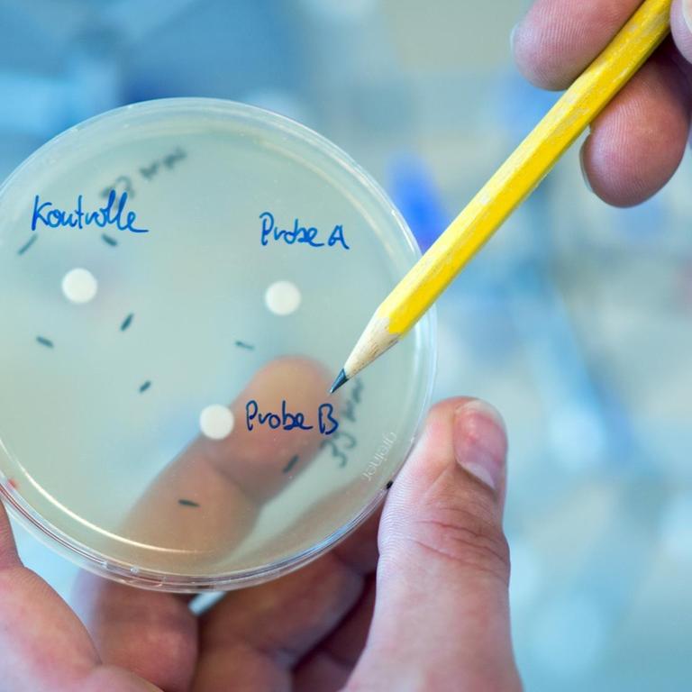 ILLUSTRATION - Ein Mann zeigt am 09.08.2016 im Helmholtz-Zentrum für Infektionsforschung in Braunschweig (Niedersachsen) auf eine Petrischale mit unterschiedlichen Antibiotikaproben. 