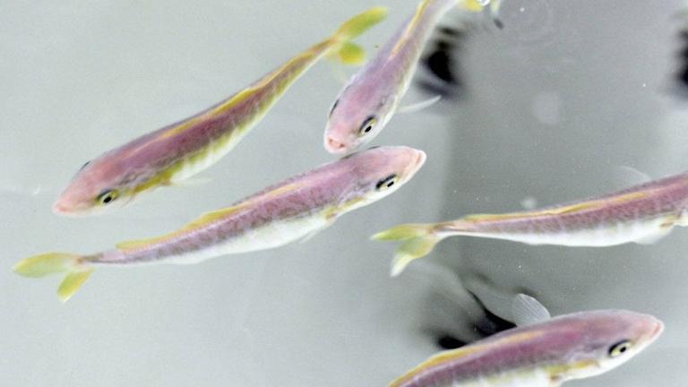 Junge Kingfische schwimmen in einem Becken in der Forschungsstation der Meeresfischzuchtanlage in Völklingen. Junge Kingfische schwimmen in einem Becken in der Forschungsstation der Meeresfischzuchtanlage in Völklingen.