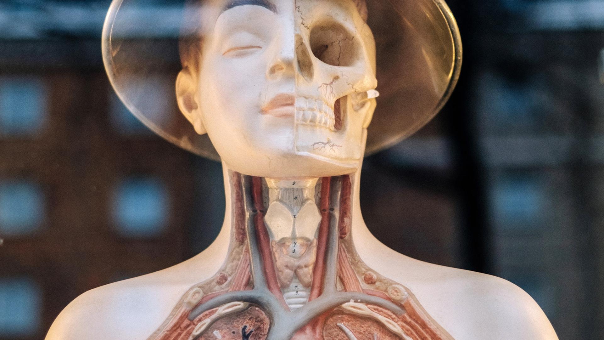 Eine anatomische Figur ermöglicht einen Einblick in die menschlichen Organe.