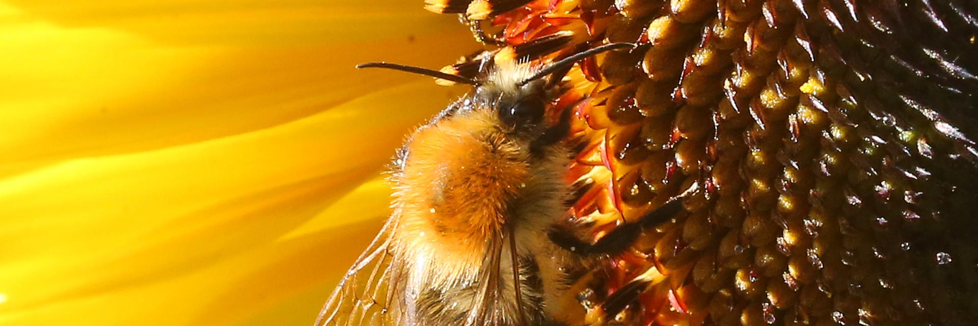 Eine Hummel sitzt auf der Blüte einer Sonnenblume und sammelt Nektar