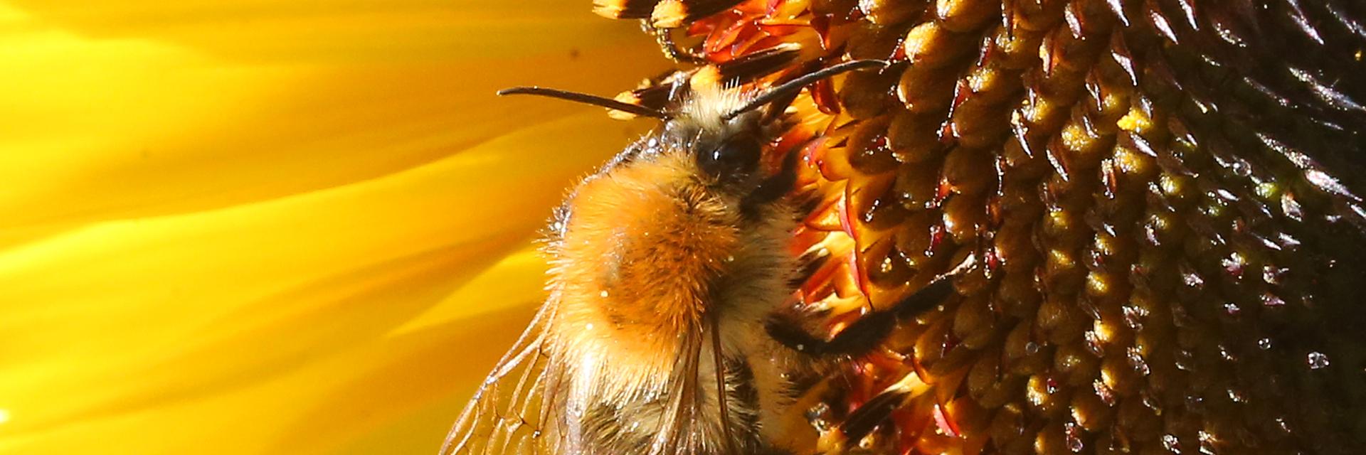 Eine Hummel sitzt auf der Blüte einer Sonnenblume und sammelt Nektar Eine Hummel sitzt auf der Blüte einer Sonnenblume und sammelt Nektar