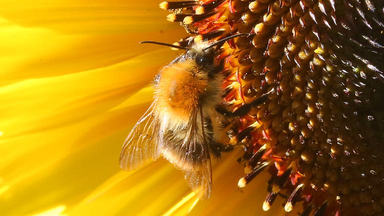 Eine Hummel sitzt auf der Blüte einer Sonnenblume und sammelt Nektar Eine Hummel sitzt auf der Blüte einer Sonnenblume und sammelt Nektar
