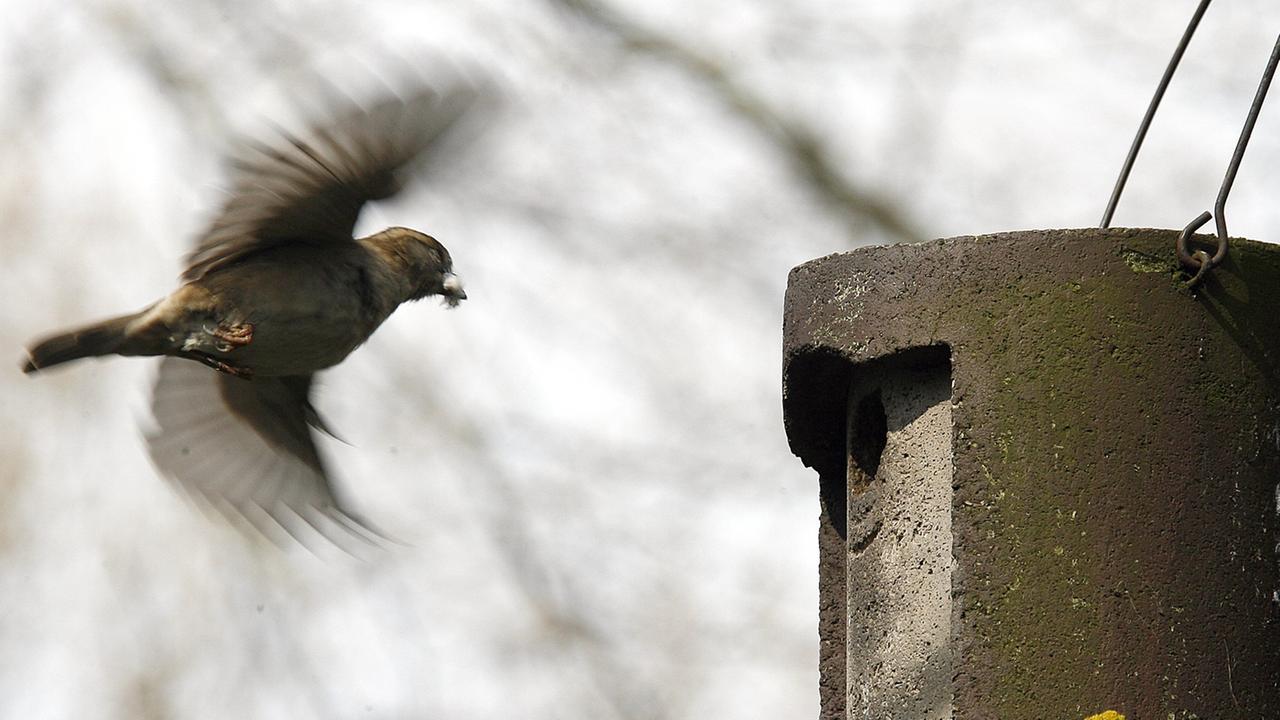 Ein Sperlingsweibchen fliegt einen Nistkasten aus Holzbeton an, es hält Nistmaterial im Schnabel. Ein Sperlingsweibchen fliegt einen Nistkasten aus Holzbeton an, es hält Nistmaterial im Schnabel.