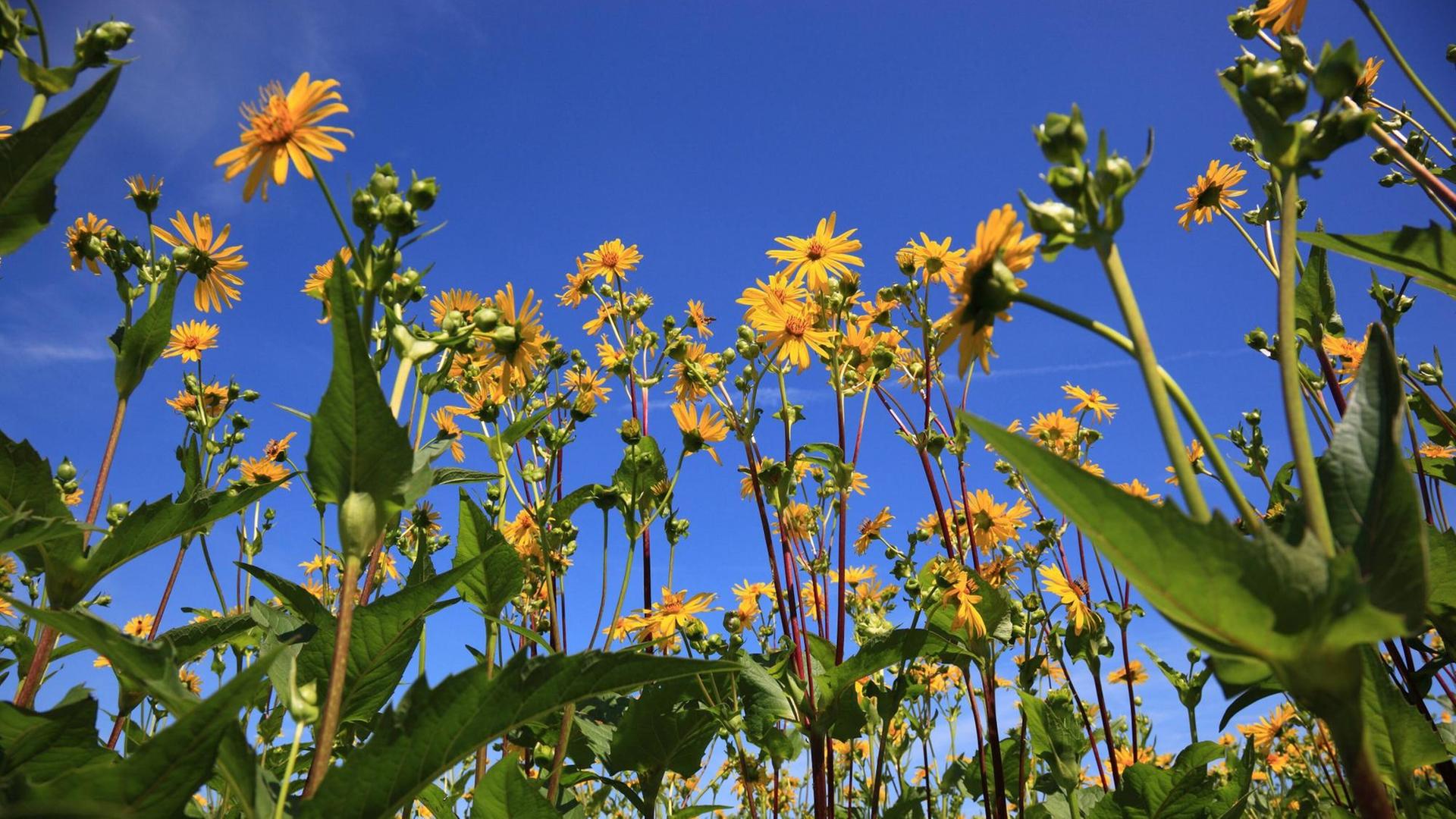 Die Energiepflanze Durchwachsene Silphie (Silphium perfoliatum), auch Becherpflanze, genannt: gelbe Blüten vor blauem Himmel.