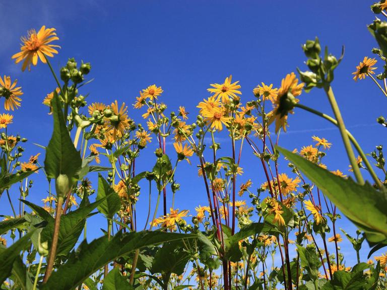 Die Energiepflanze Durchwachsene Silphie (Silphium perfoliatum), auch Becherpflanze, genannt: gelbe Blüten vor blauem Himmel.
