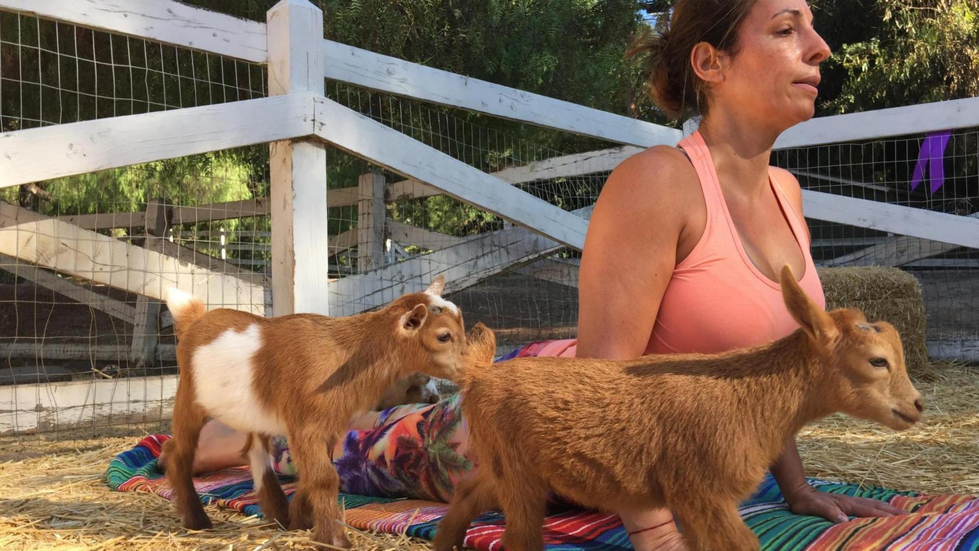 Yogalehrerin Meredith Lana unterrichtet "Goat Yoga". Yoga mit Ziegen ist der neueste Trend aus den USA. Yogalehrerin Meredith Lana unterrichtet "Goat Yoga". Yoga mit Ziegen ist der neueste Trend aus den USA.
