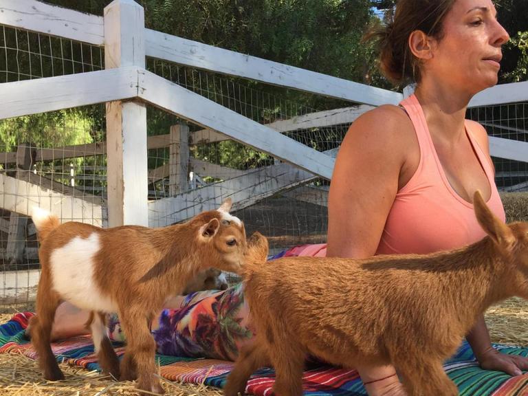 Yogalehrerin Meredith Lana unterrichtet "Goat Yoga". Yoga mit Ziegen ist der neueste Trend aus den USA.