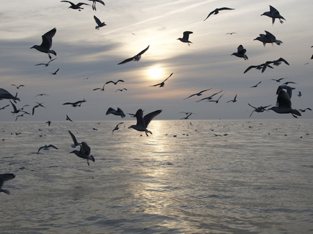 Möwen über der Ostsee Möwen über der Ostsee
