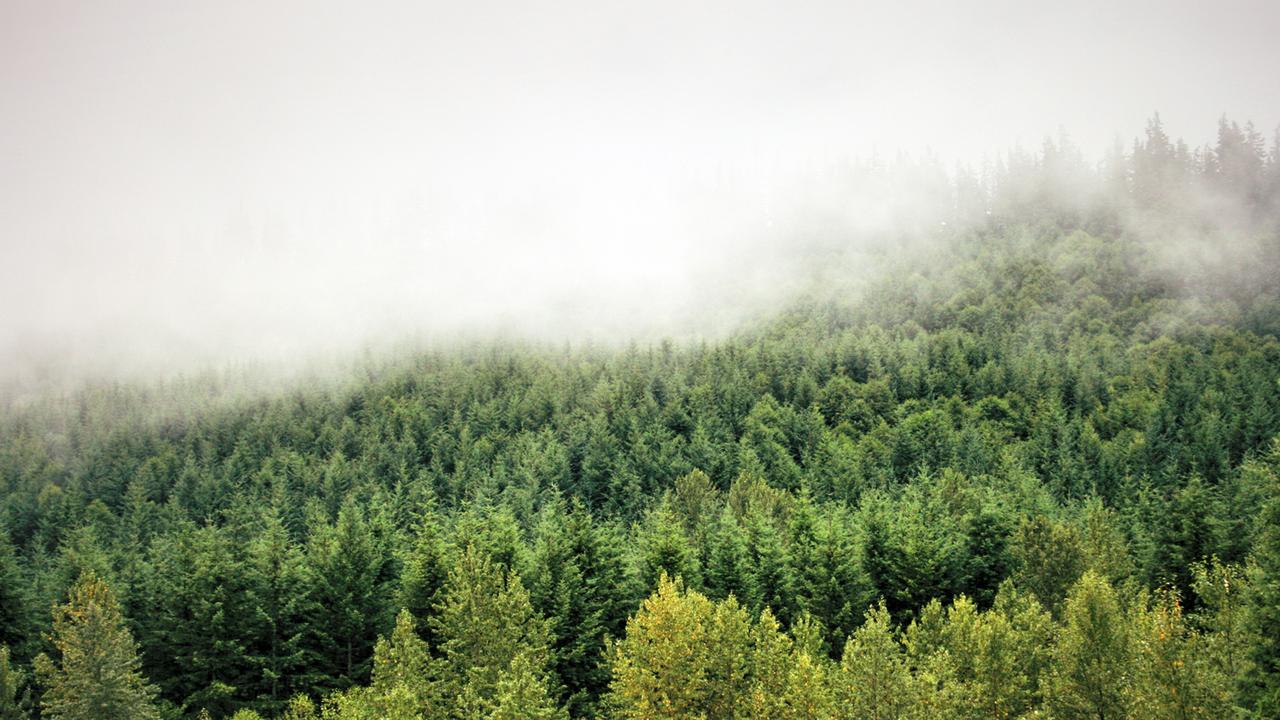 Der Nebel, dunkle Wälder - an Twin Peaks fasziniert nicht zuletzt die geheimnisvolle Landschaft. Der Nebel, dunkle Wälder - an Twin Peaks fasziniert nicht zuletzt die geheimnisvolle Landschaft.