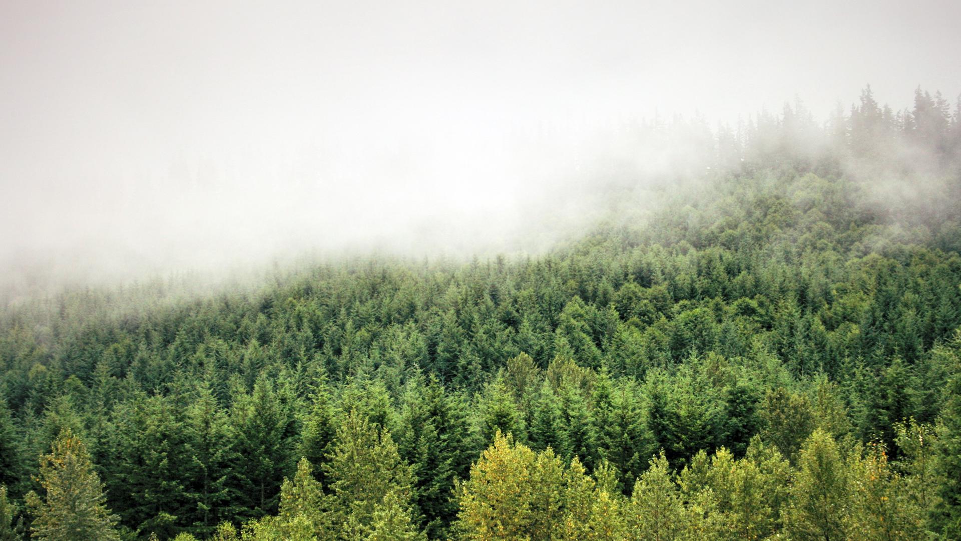 Der Nebel, dunkle Wälder - an Twin Peaks fasziniert nicht zuletzt die geheimnisvolle Landschaft. Der Nebel, dunkle Wälder - an Twin Peaks fasziniert nicht zuletzt die geheimnisvolle Landschaft.