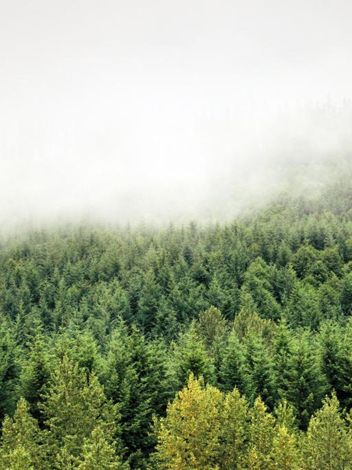 Der Nebel, dunkle Wälder - an Twin Peaks fasziniert nicht zuletzt die geheimnisvolle Landschaft.