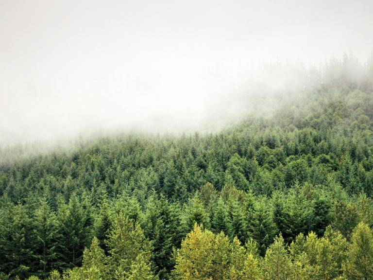 Der Nebel, dunkle Wälder - an Twin Peaks fasziniert nicht zuletzt die geheimnisvolle Landschaft.