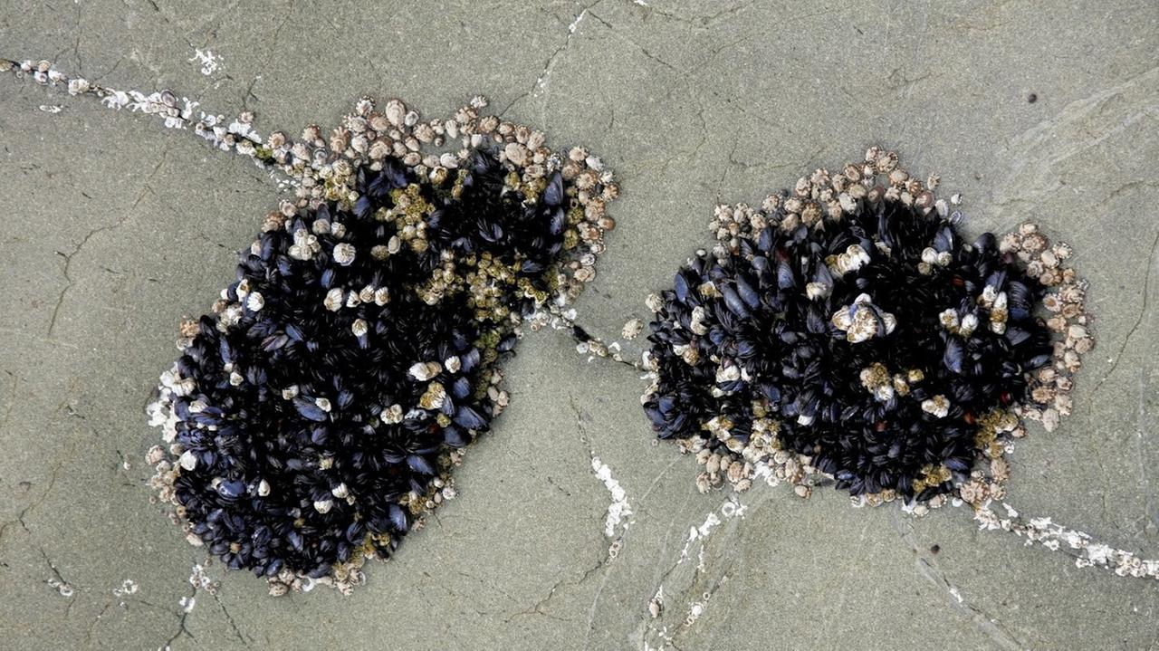 Zwei schwarze Muschelhaufen mit teilweise schon geöffneten Muscheln auf dem trockenen Sand ohne Wasser. Zwei schwarze Muschelhaufen mit teilweise schon geöffneten Muscheln auf dem trockenen Sand ohne Wasser.