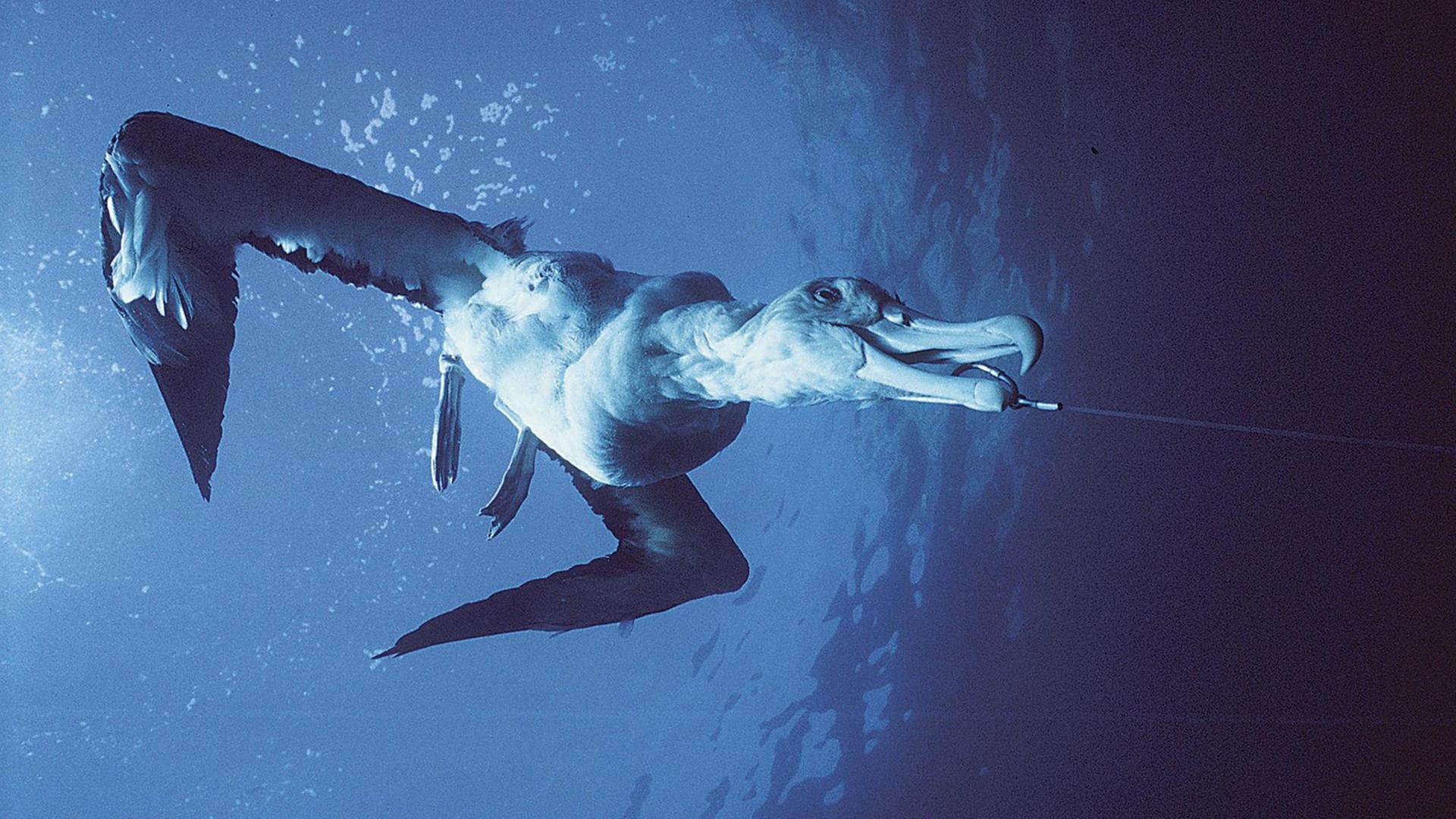 Unterwasseraufnahme eines Albatros, der an einem Haken hängt. Unterwasseraufnahme eines Albatros, der an einem Haken hängt.