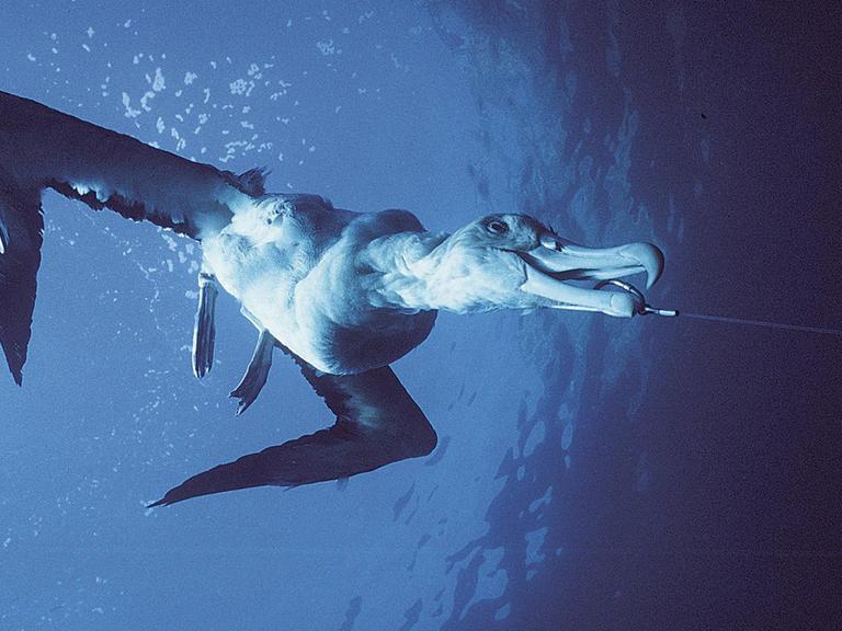 Unterwasseraufnahme eines Albatros, der an einem Haken hängt.