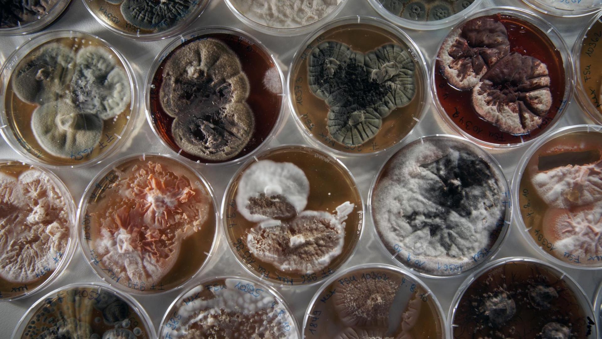 Verschiedene Pilze im Jugendstadium, die in einem Labor der Jena Microbial Resource Collection der Friedrich-Schiller-Universität in Petrischalen auf speziellem Nährboden wachsen (Foto vom 28.08.2010). Etwa 11.000 verschiedene Pilzisolate werden in rund 44.000 Probenbehältern in der Einrichtung gehalten. Verschiedene Pilze im Jugendstadium, die in einem Labor der Jena Microbial Resource Collection der Friedrich-Schiller-Universität in Petrischalen auf speziellem Nährboden wachsen (Foto vom 28.08.2010). Etwa 11.000 verschiedene Pilzisolate werden in rund 44.000 Probenbehältern in der Einrichtung gehalten.