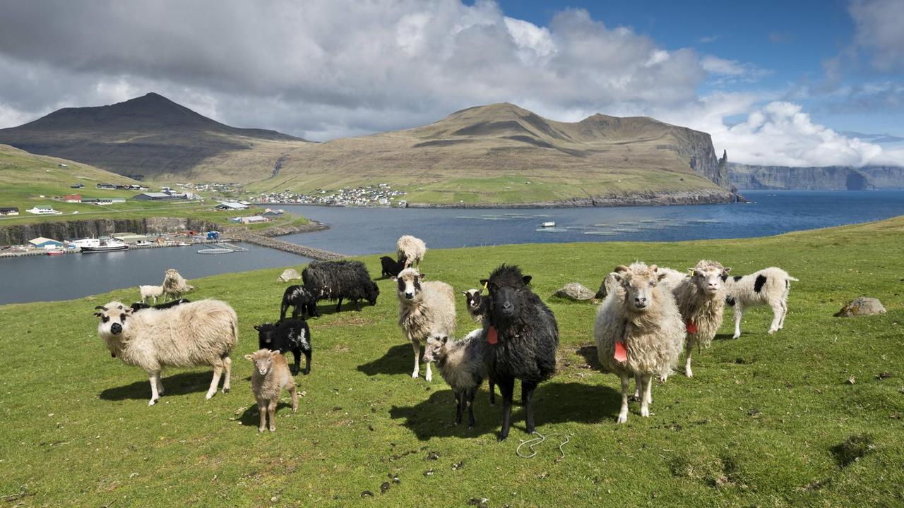 Schafe auf den Färöer-Inseln in Dänemark.
