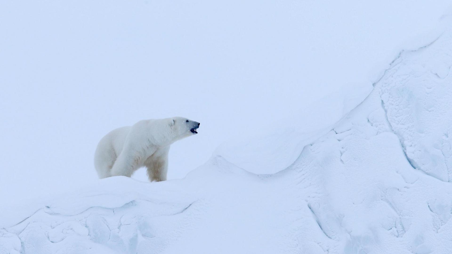 Ein Eisbär bei Dämmerung mitten im Eis. Ein Eisbär bei Dämmerung mitten im Eis.