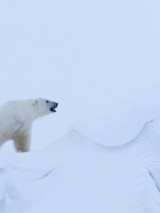 Ein Eisbär bei Dämmerung mitten im Eis.